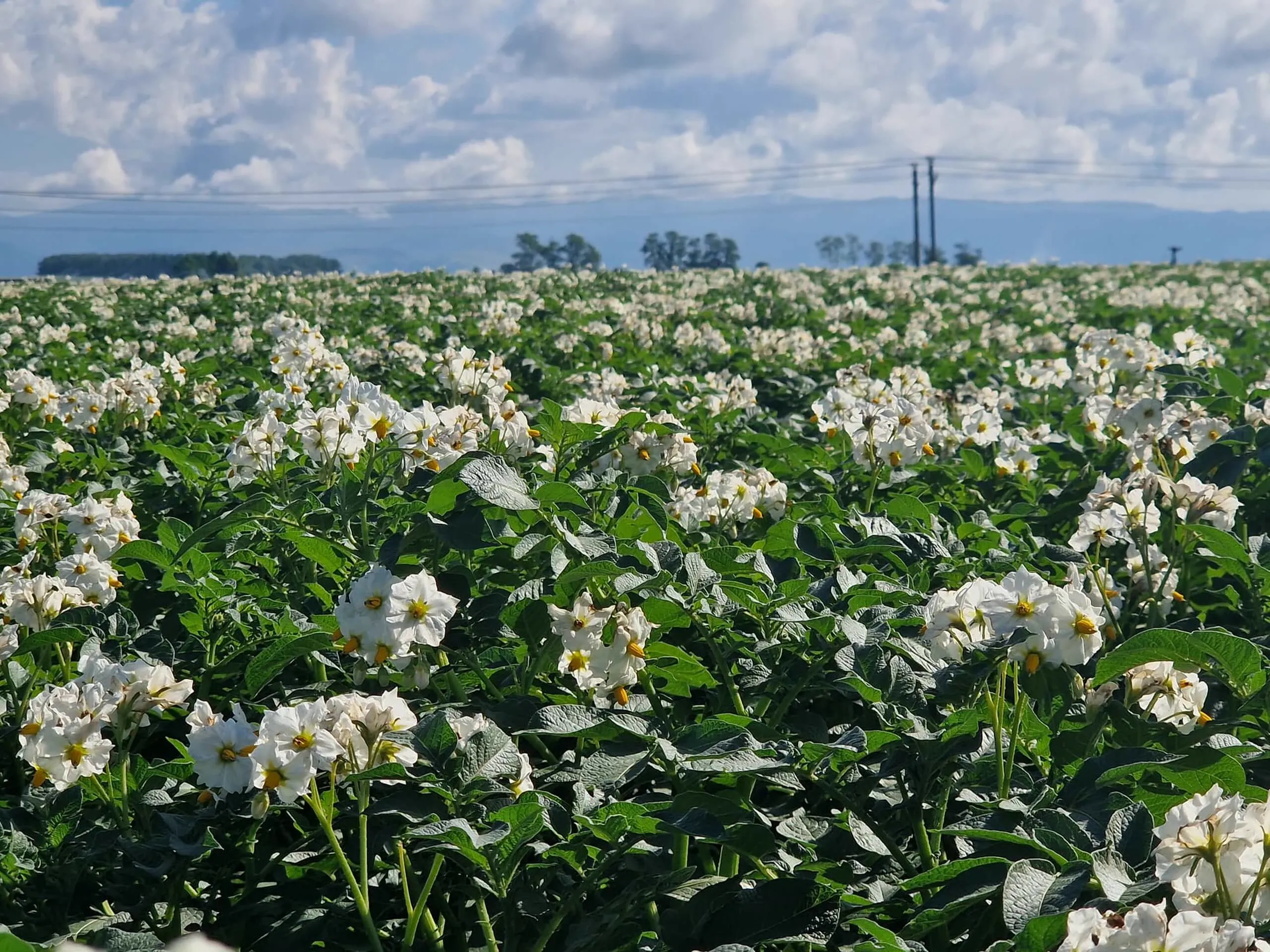 cultură de cartofi în floare