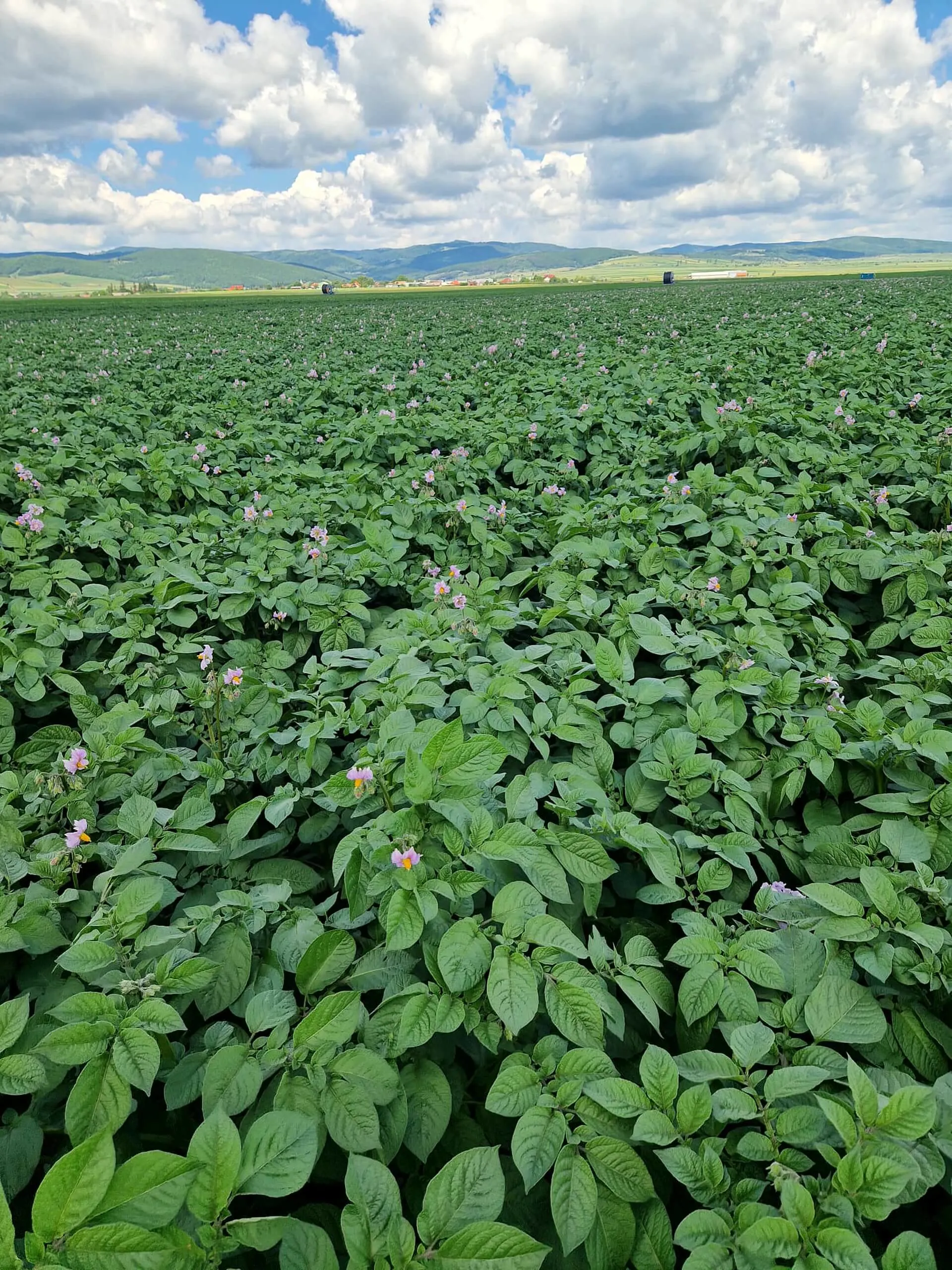 cultură de cartofi în floare, peisaj de deal
