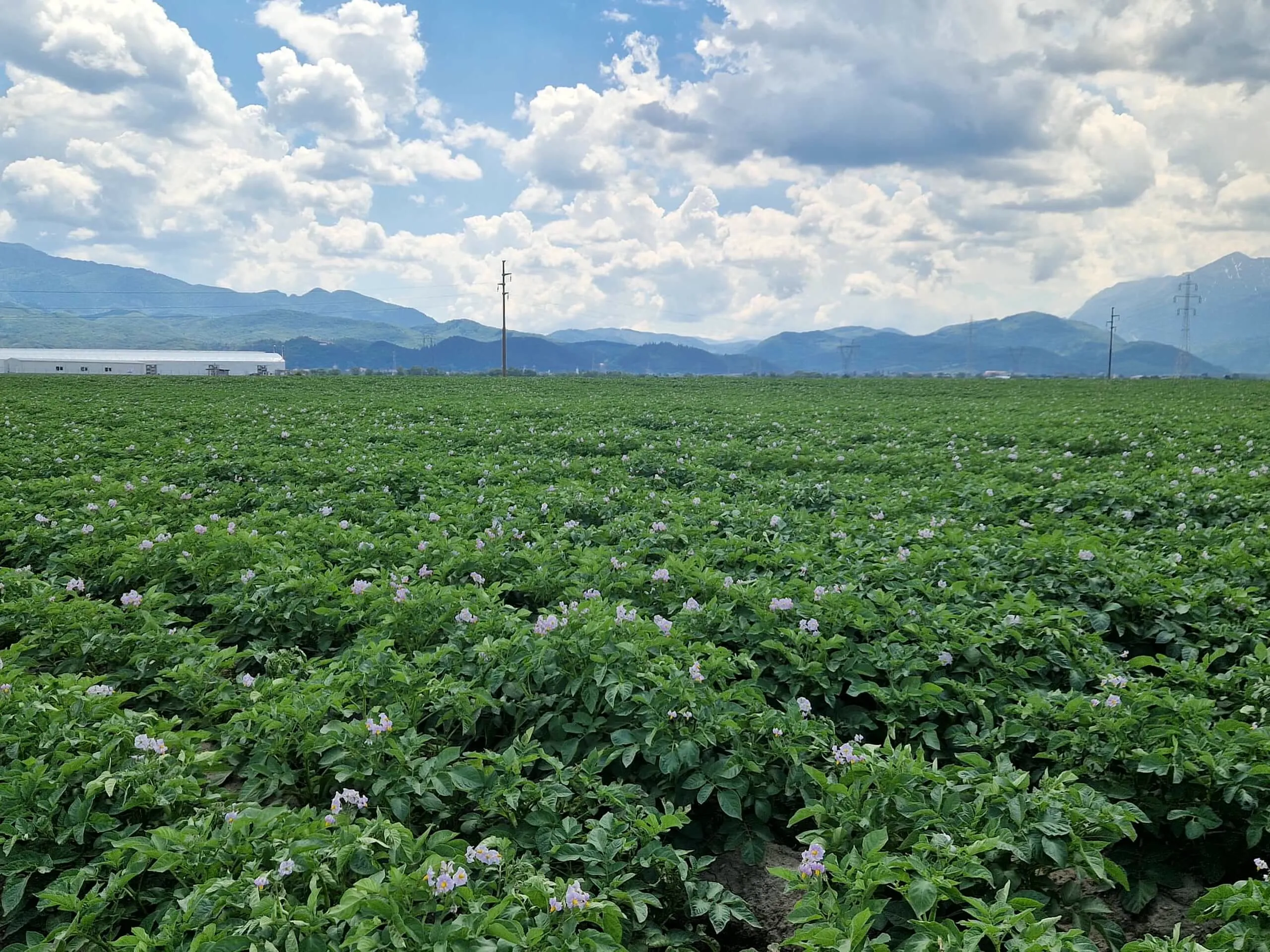 Cultură de cartofi în floare, la poalele munților